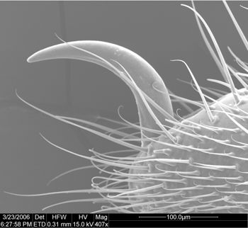 Media type: image;   Invertebrate Zoology 134693